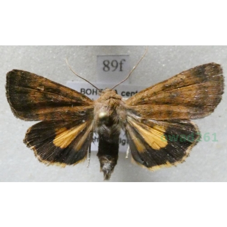 Noctua interjecta Hübner, 1803 Rolnica Czech89f